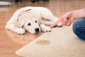 professional-removal-of- pet-urine