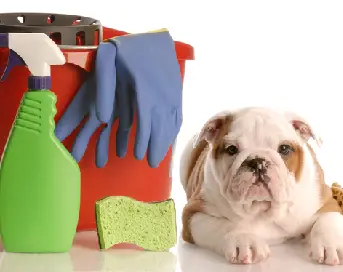 Pet-Friendly House Cleaning Excellence by Angel Maids