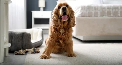 Happy dog  because of the clean carpet