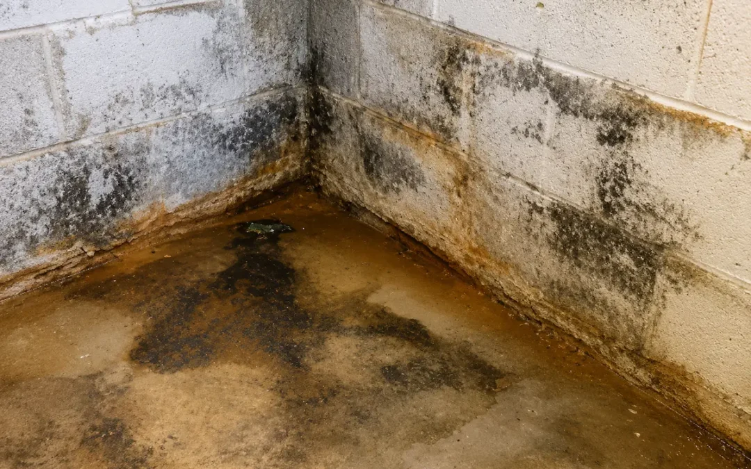 Why Water Damage Restoration Shouldn’t Be Delayed in New Braunfels